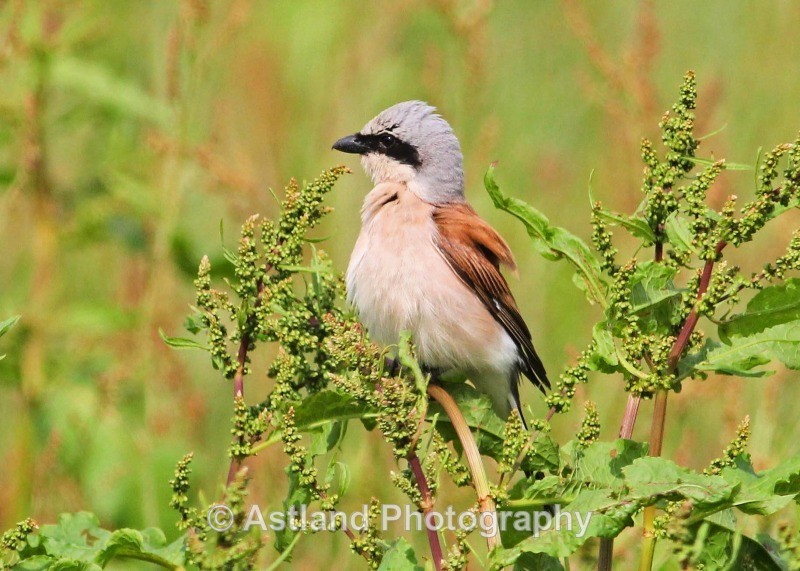Astland Photography, Bird and Wildlife Images, Susan and Peter Wilson, U.K.
