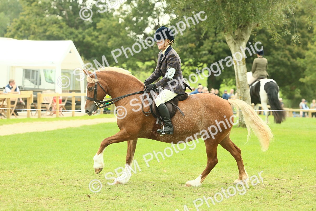 SBM_72088 - S60 - Mountain & Moorland Ridden Large Breeds