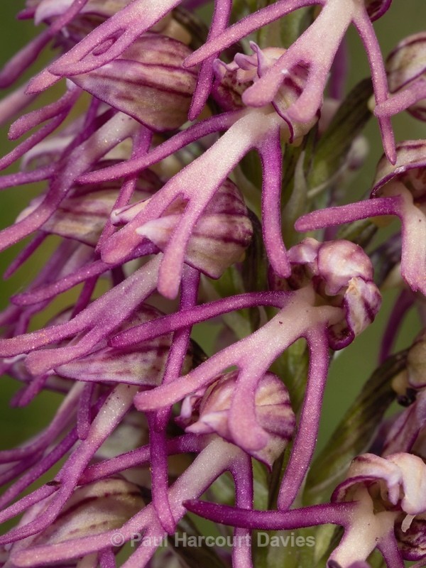 Man and Monkey Orchid Hybrid. Orchis x bergonii = Orchis anthropophorum x Orchis.simia. - Wild Orchids 2021