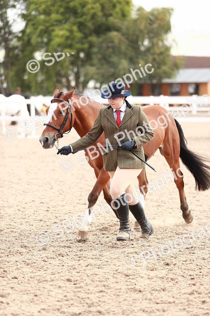 SBM_11910 - Class 206 IH Non Show Type Pony