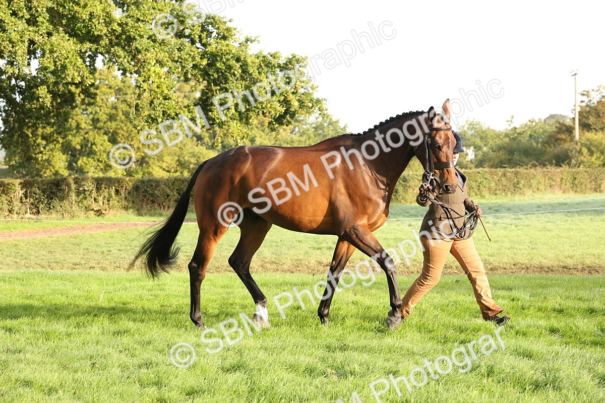 SBM_54945 - S52 - Riding Horse & Hack & thoroughbred In Hand