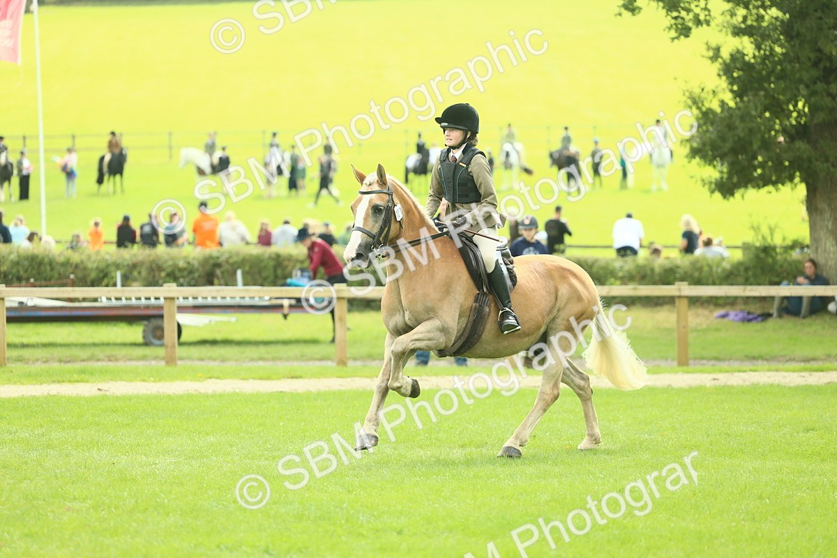 SBM_44714 - S31 - Working Hunter Pony