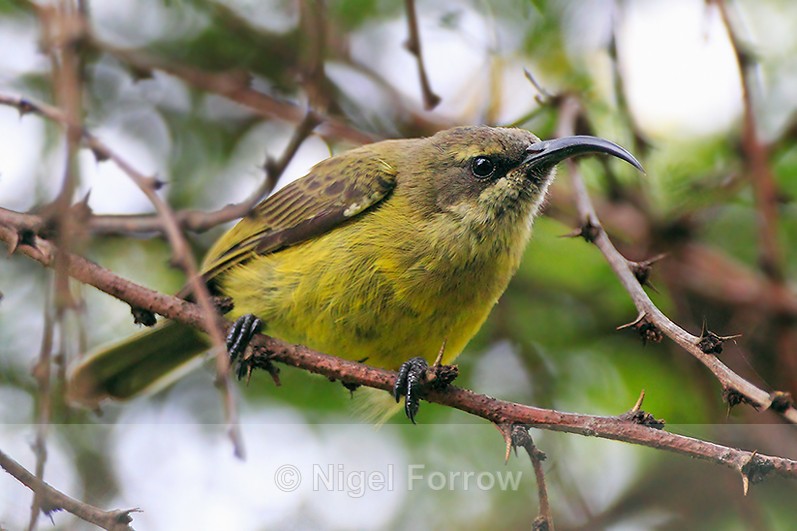 Close-up of Bronze Sunbird (female) perched on a thorny branch - Bronze Sunbird