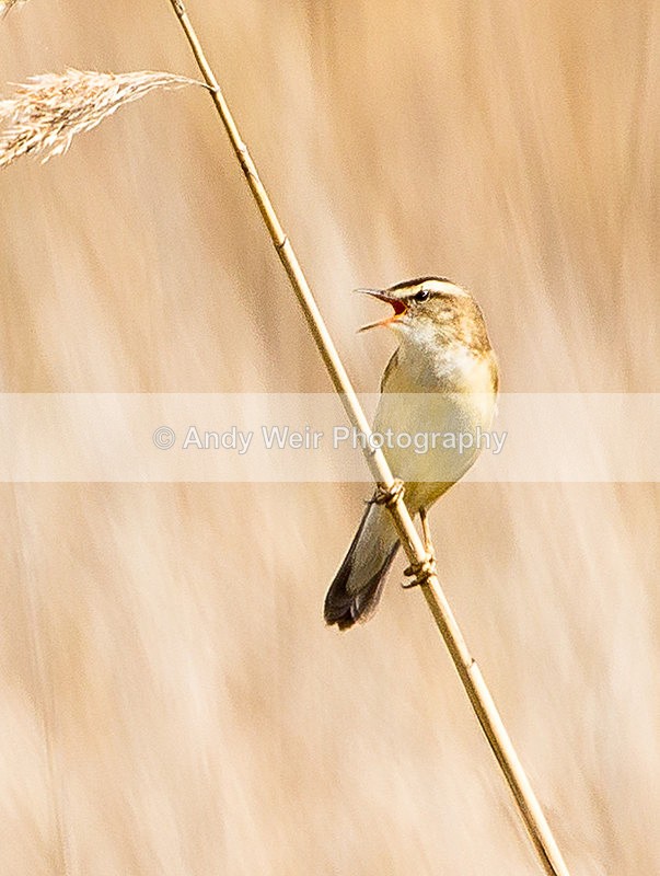 20140427-3K8A0540-2906 - Sedge Warbler