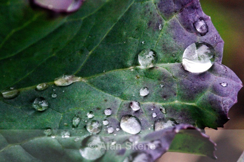 DSC00704 - Droplets