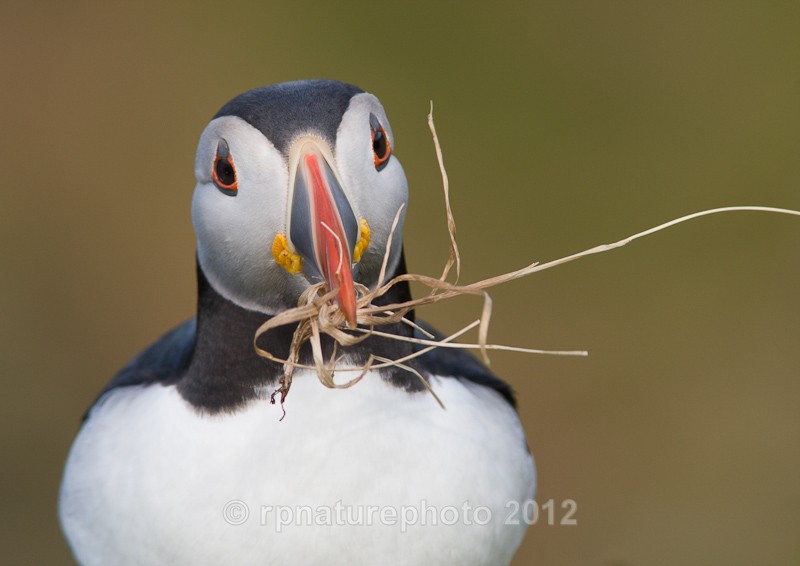 Puffin - Fratercula arctica RPNP0053 - Birds