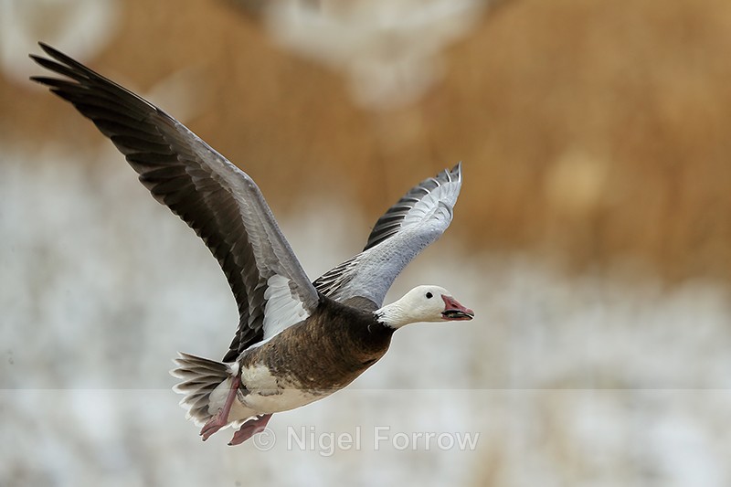 Snow Goose (dark morph) flying, Bosque del Apache, New Mexico - Snow Goose