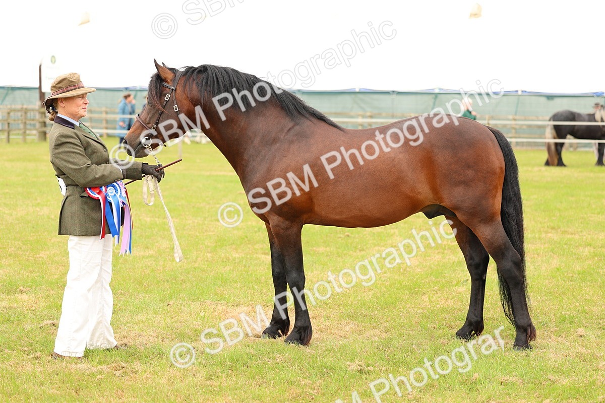 SBM_03583 - Class 58-67 - M&M Non Welsh Pony In hand