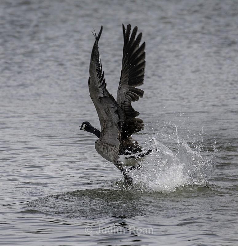 Canada Goose - Reifel Refuge