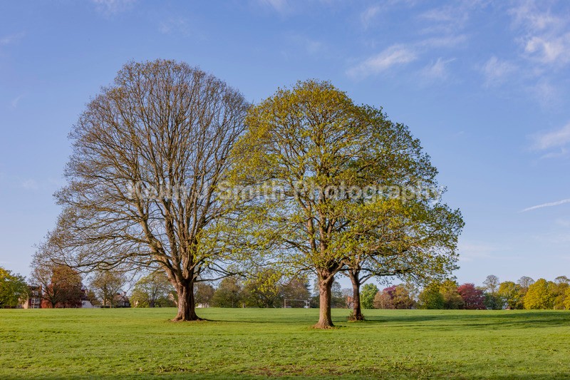 8SKJ6758 - Trees in Abington Park