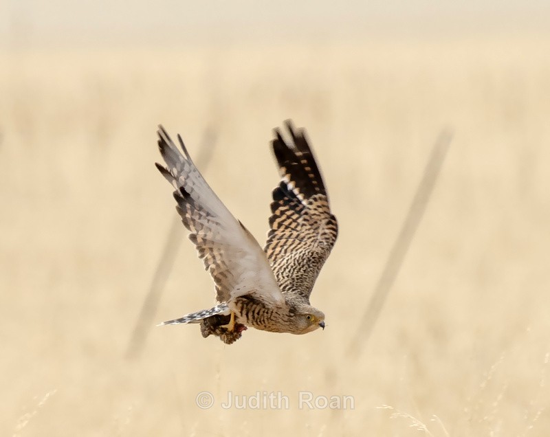 Kestrel - Namibia 2022
