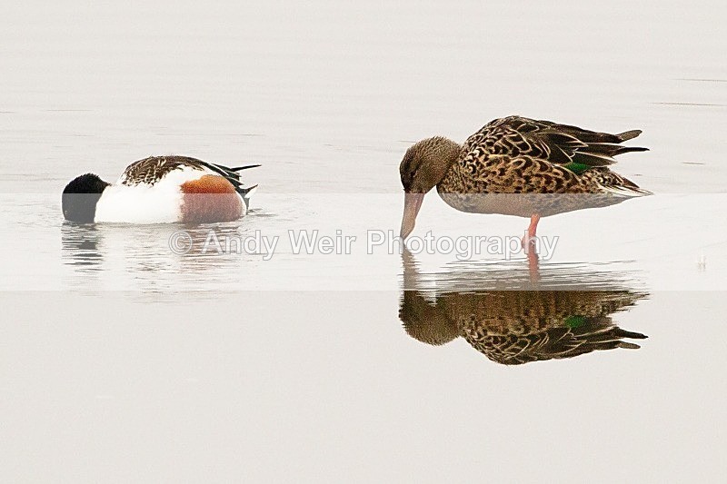 20120212-_MG_8640 - Shoveler