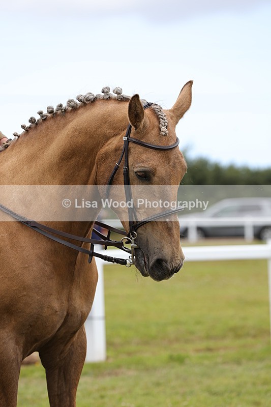 1X9A4456 - Class 34: Veteran Ridden