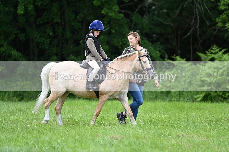 WJ7_3894 - Class 14A Handsome Gelding
