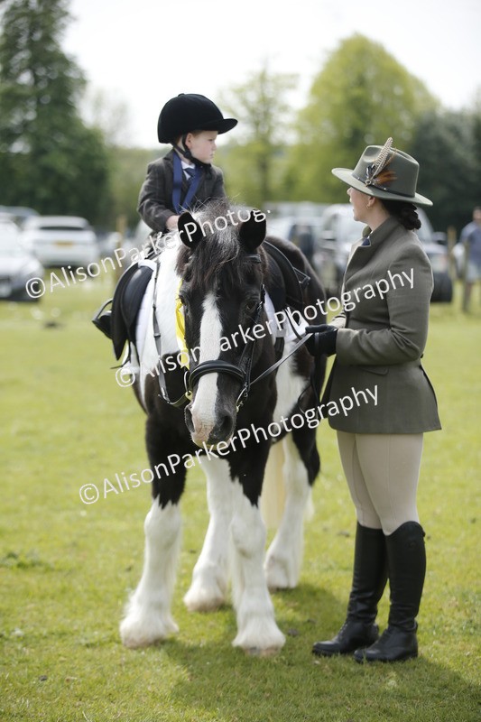 20260426-2163 - Class 9 - Handsomest Gelding