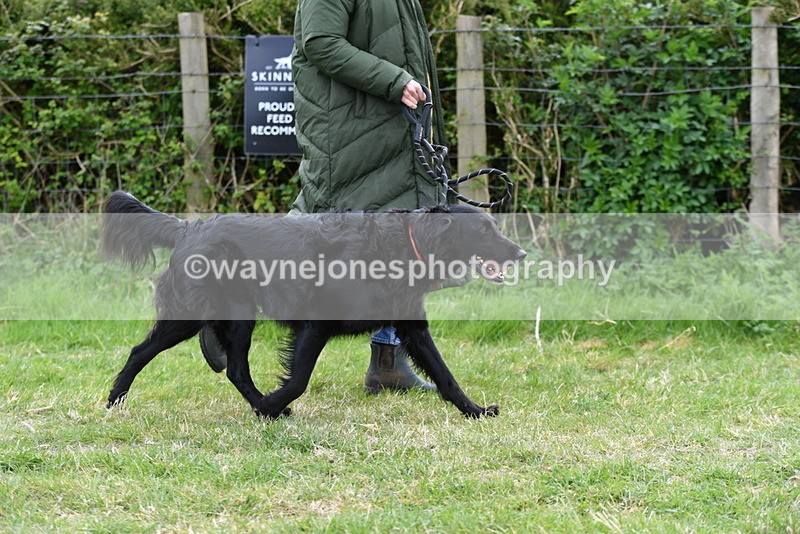 WJ5_9180 - Class 1 Best Cross Breed / Heniz 57