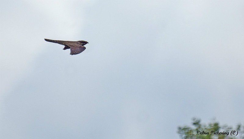 Nightjar - Birds