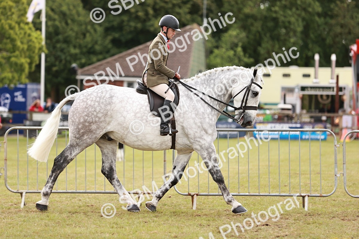 SBM_10910 - Class 81-84 - RIHS Ridden hunters Inc Ladies Hunter