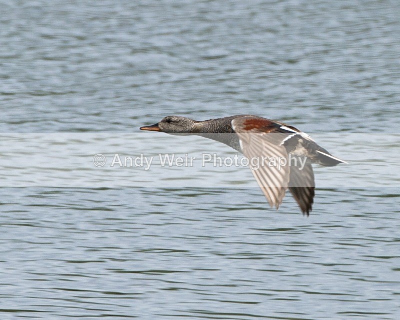 20110618-IMG_5978 - Gadwall