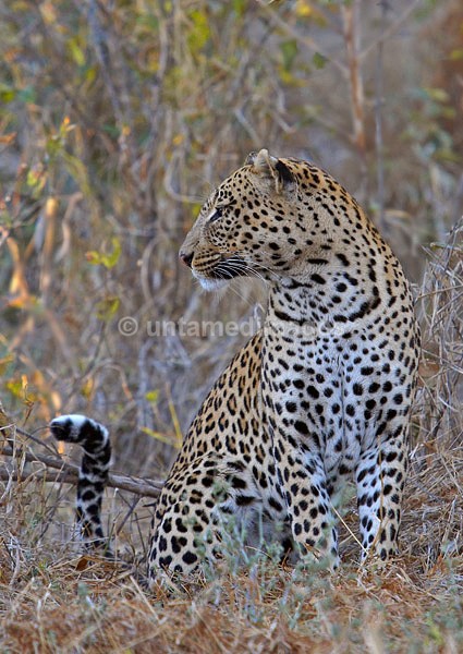 Male  leopard - Botswana