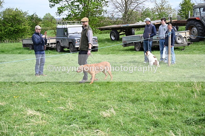 WJ6_8817 - Class 8 Best Working / Gun Dog or Bitch