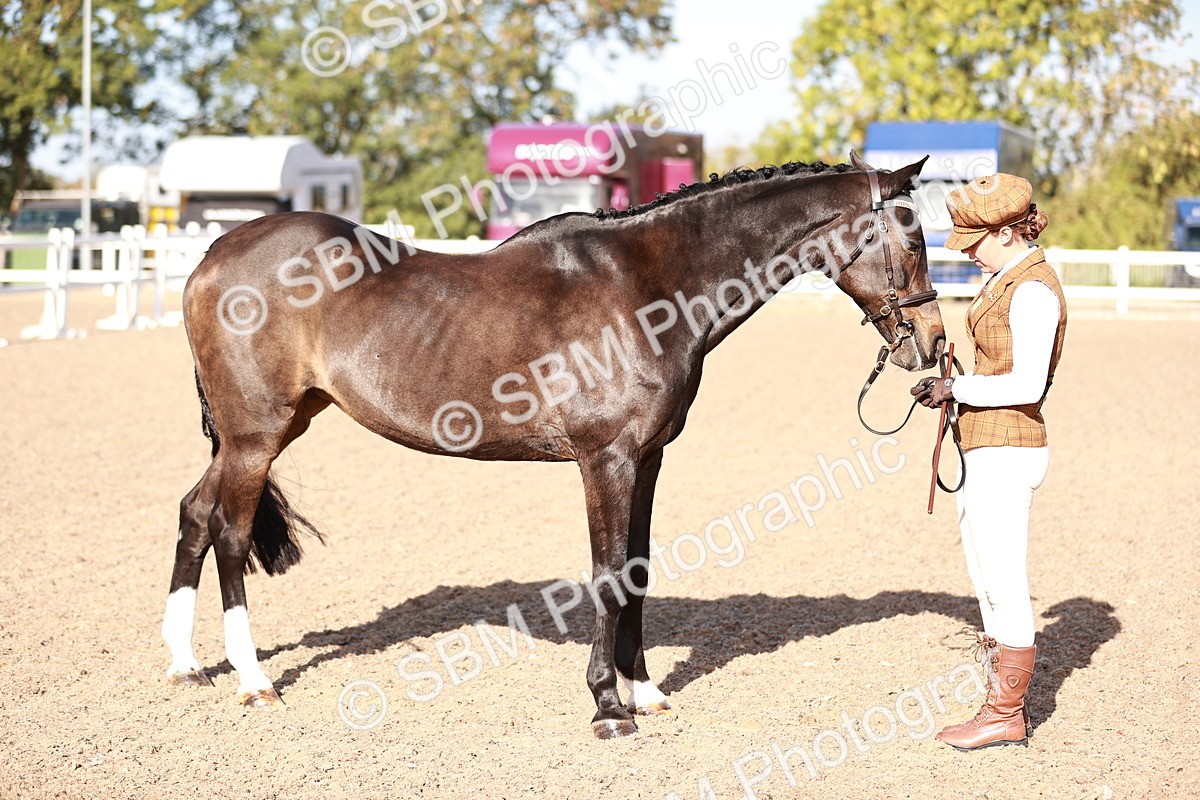 SBM_22026 - Class 702 - IH Show Horse-Pony