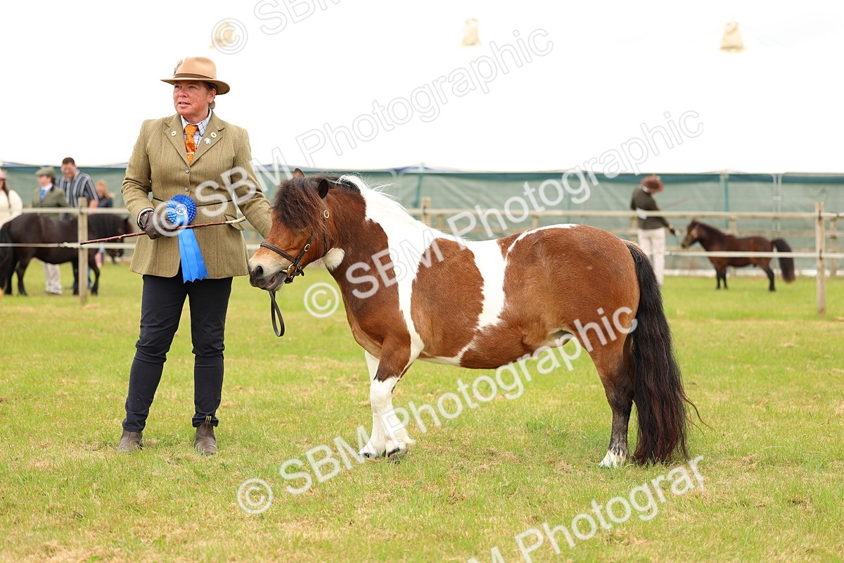 SBM_04397 - Class 64-67 - Shetland Pony In Hand
