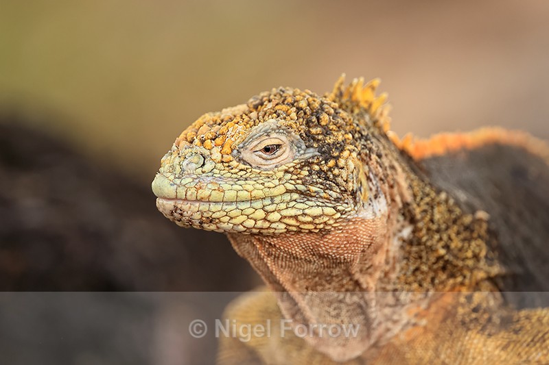 Galapagos Land Iguana, South Plaza Island, Galapagos - REPTILES & AMPHIBIANS