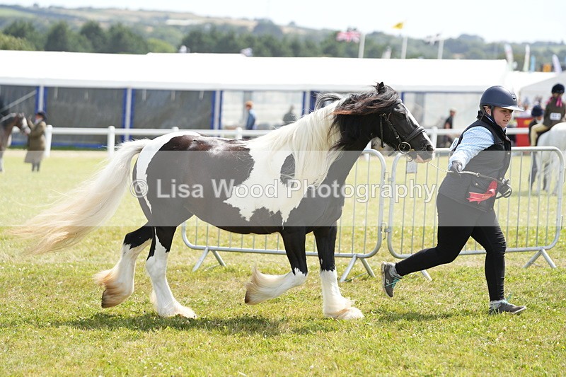 DSC07198 - Coloured Horse In Hand Championship