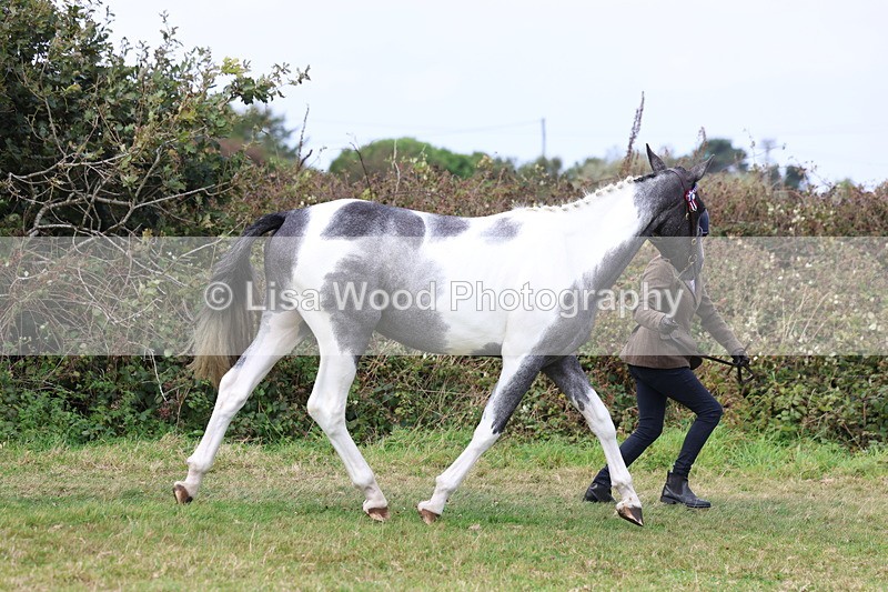 3E7A5483 - Class 20: Sports Horse In Hand