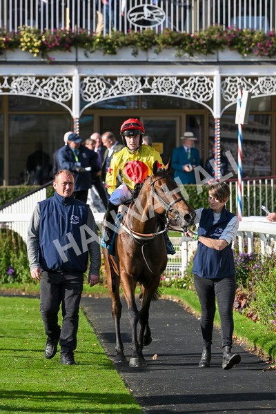 111024-Race 5-Vince LAmour-2032 - Race 5 3.45pm Copper Knight - Winning Most Horse At York Handicap