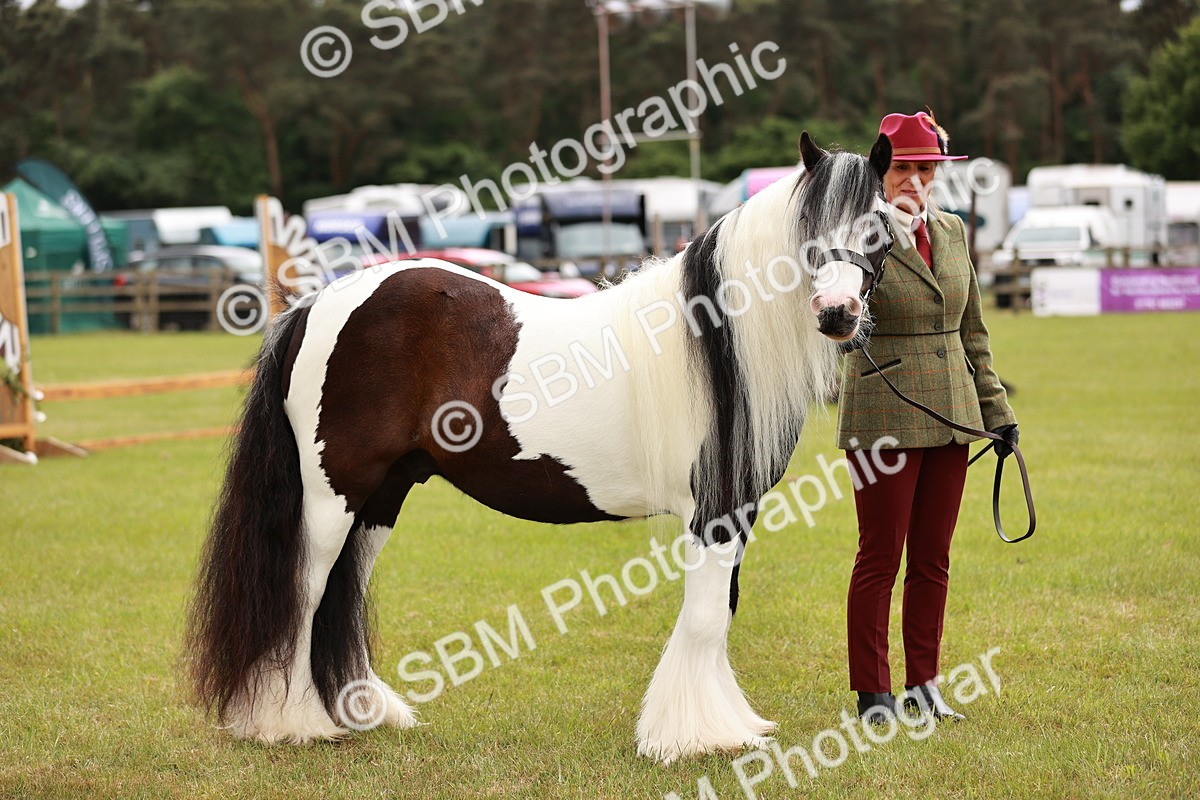 SBM_06050 - Class 39-41 TGCA In Hand and Ridden
