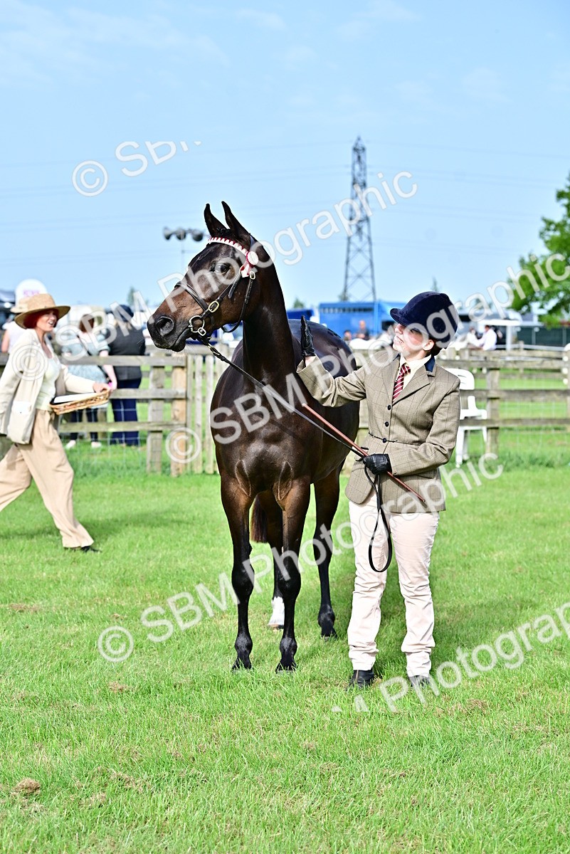 SBM_00065 - Class 46-49 - Arab and Part Bed-Anglo Arab In Hand