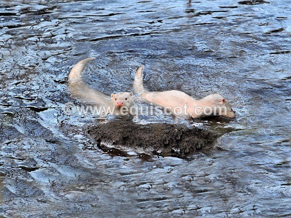 equiscot 2151 - ALBINO OTTERS - SCOTLAND