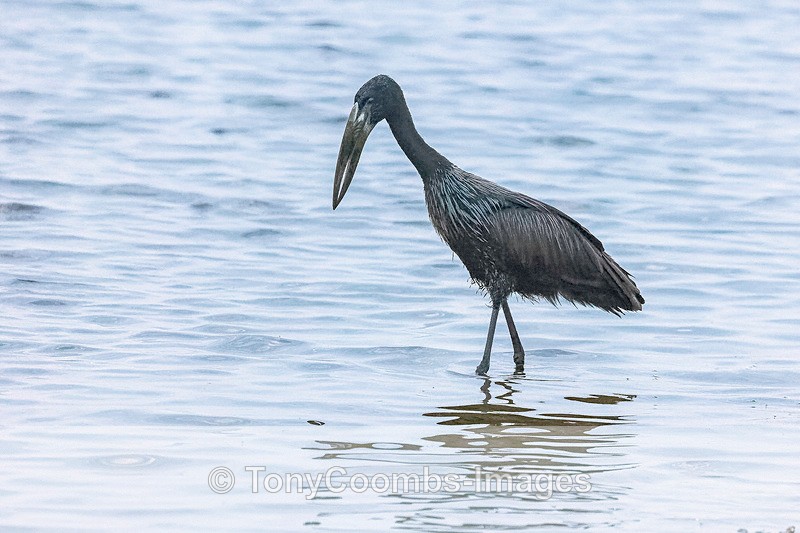 African Openbill - Botswana ~ Birds