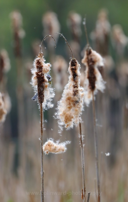 A Blue Tit having a meal from a Cattail          ref 7363 - macro and nature.