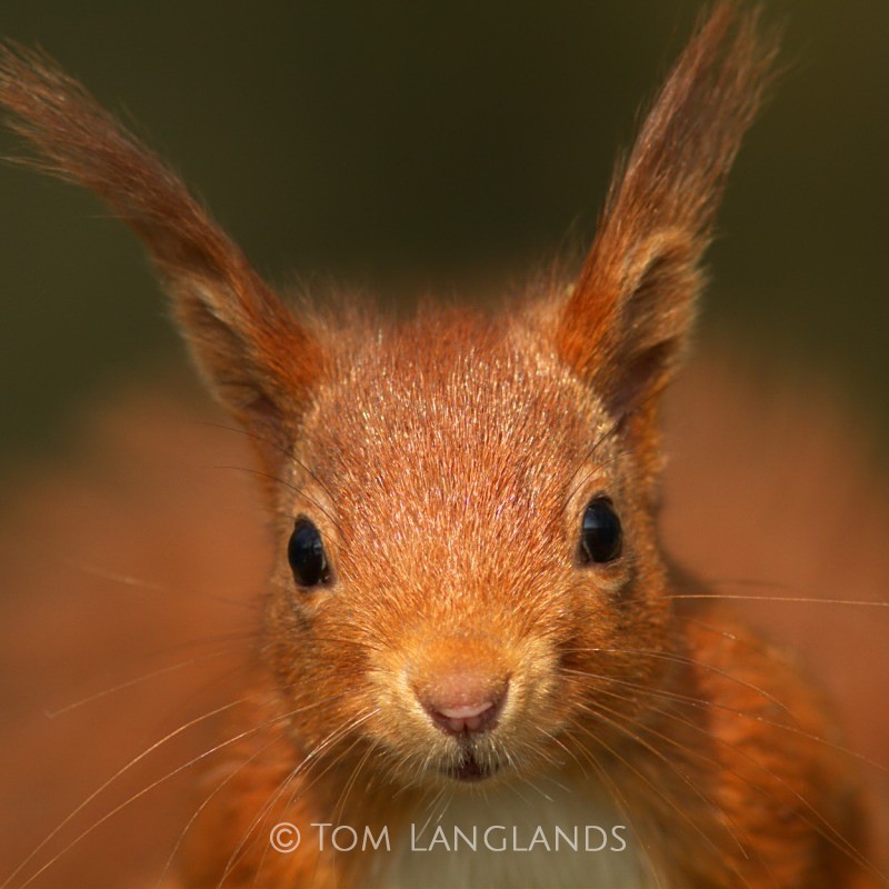 Red Squirrel - Red Squirrels