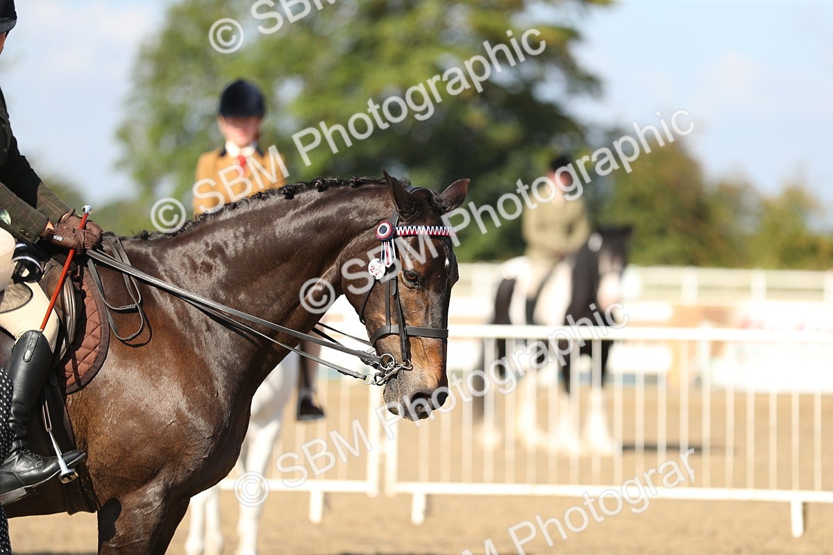 SBM_02313 - Class 43 Ridden Competition Horse/Pony