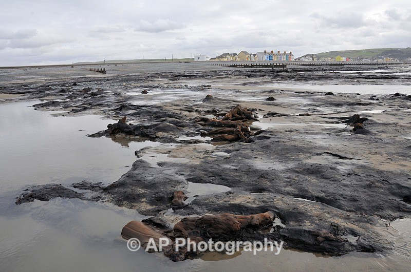 Borth-Sunken Forest-ACP_0886 - Borth