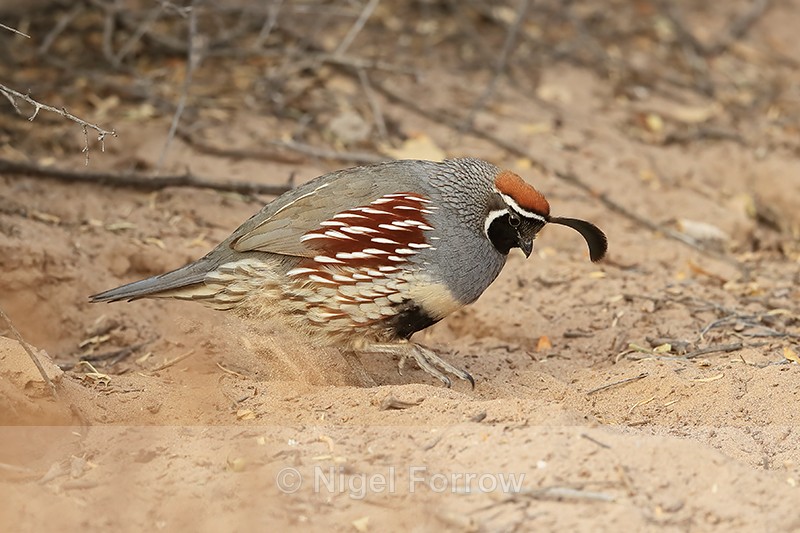 Gambel's Quail (male) scratching ground, Bosque del Apache, New Mexico - Gambel's Quail