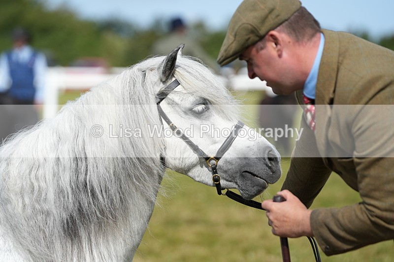DSC05303 - Class 49: NPS Shetland 4 years and over