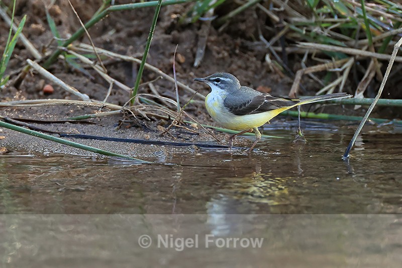 Grey Wagtail, Bandhavgarh Reserve, Madhya Pradesh, India - Grey Wagtail