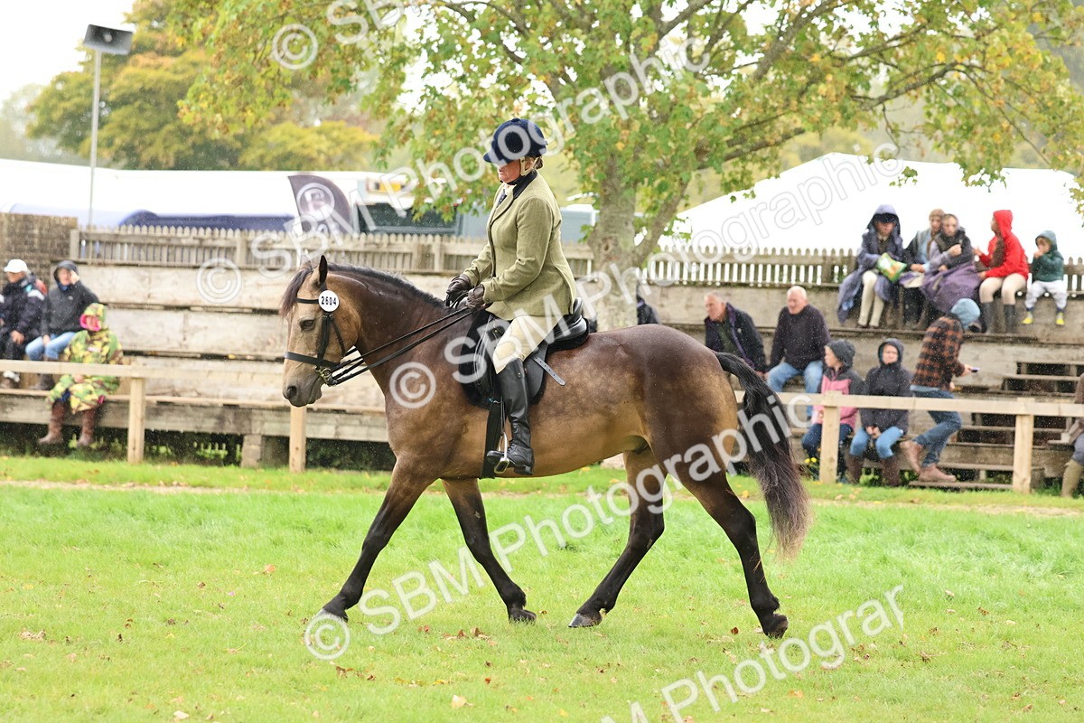 SBM_69597 - S62 - Mountain & Moorland Ridden Large Breeds