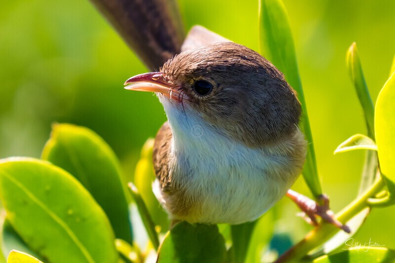 Female close-up 4 - Red-backed Fairy Wren