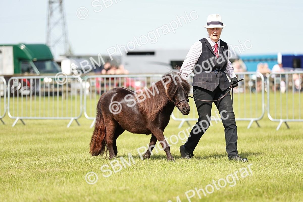 SBM_01870 - Class 14-23 - Mountain & Moorland In Hand Non Welsh