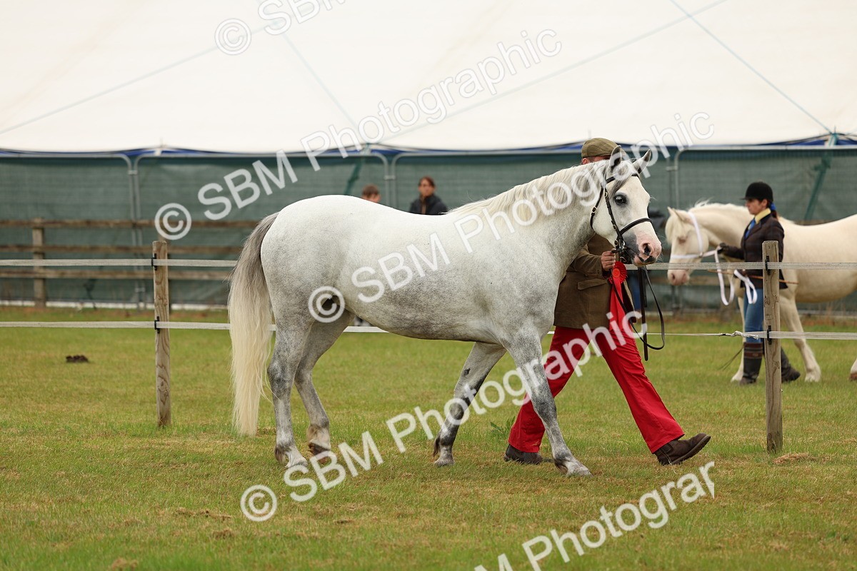 SBM_04267 - Class 64-67 - Shetland Pony In Hand