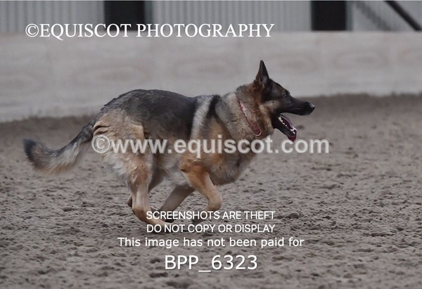 BPP_6323 - CARLA DOGS