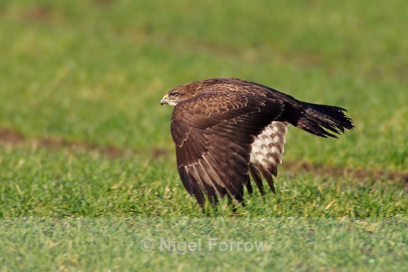 Buzzard flying low over a field near Beckley, Oxfordshire - Buzzard