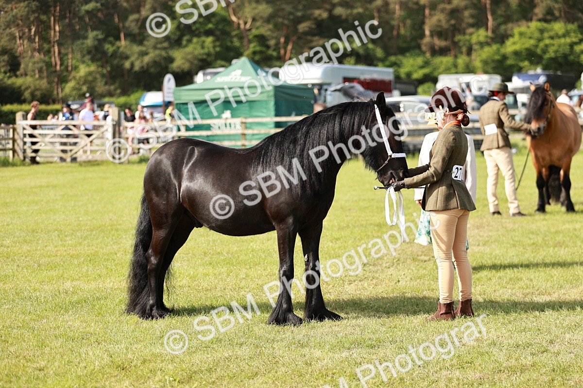 SBM_00849 - Class 14-23 - Mountain & Moorland In Hand Non Welsh