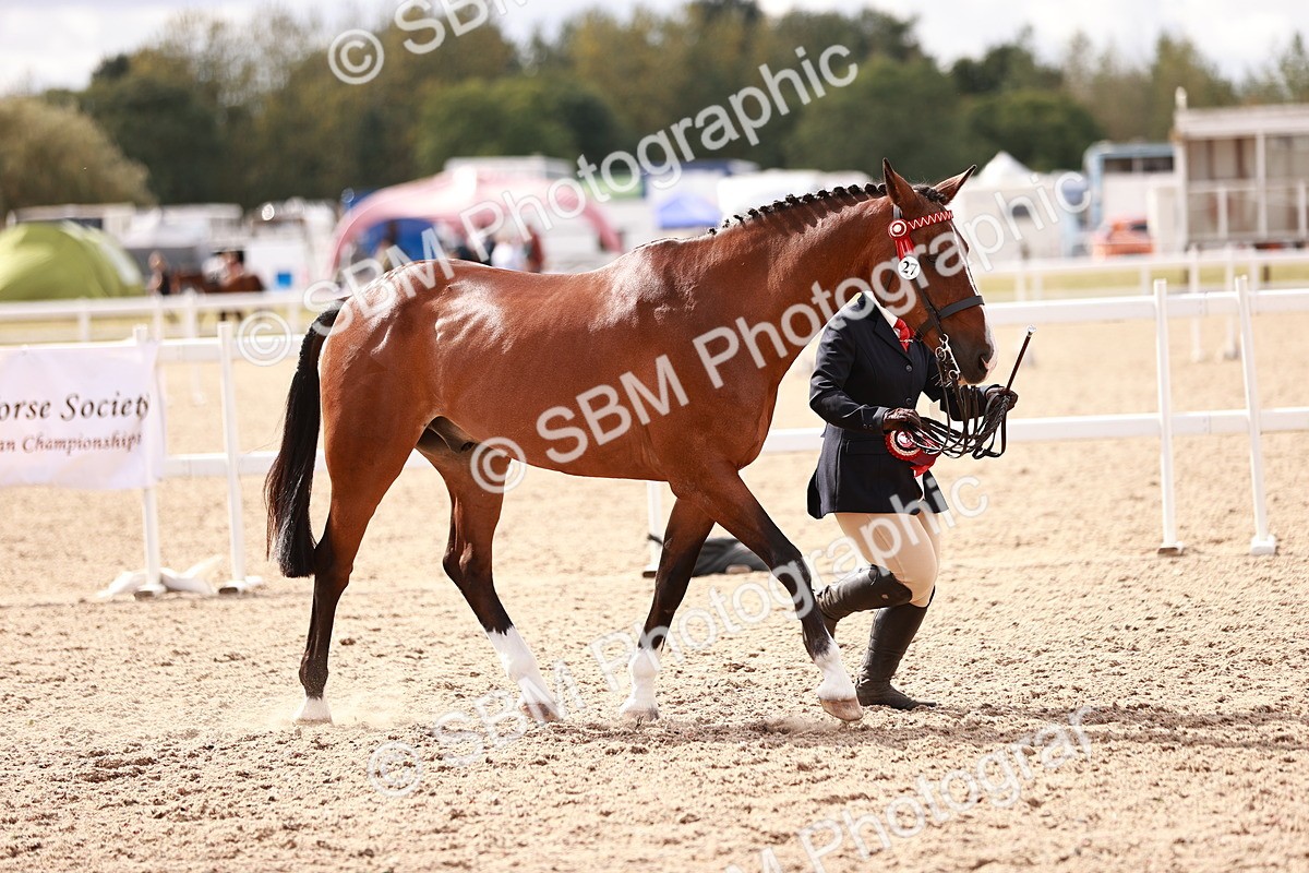 SBM_14240 - Class 407 - IH Hack Riding Horse